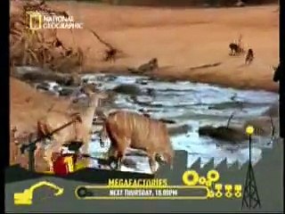 کیا انسان ایک دوسرے کی ایسے مدد کرتے ھیں؟ National Geographic Most Amazing Moments
