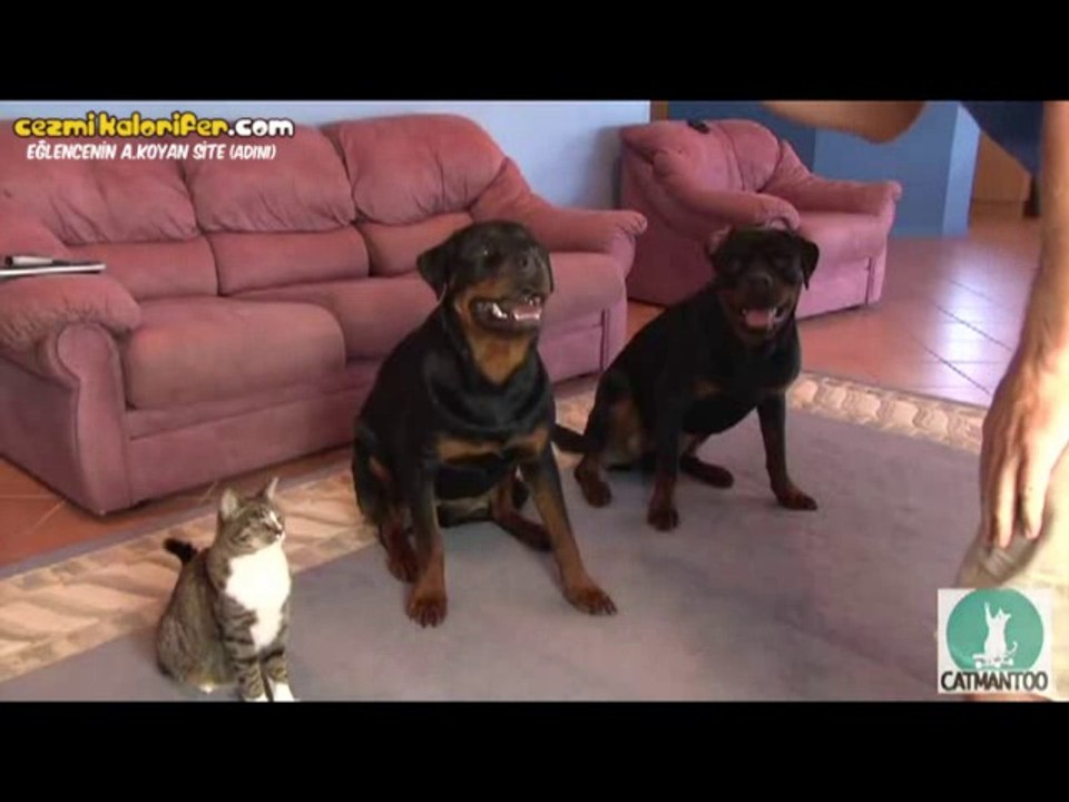 Kendini Köpek Sanan Kedi