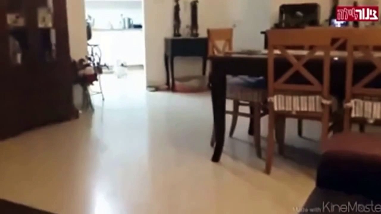 Funny dog jump and failed