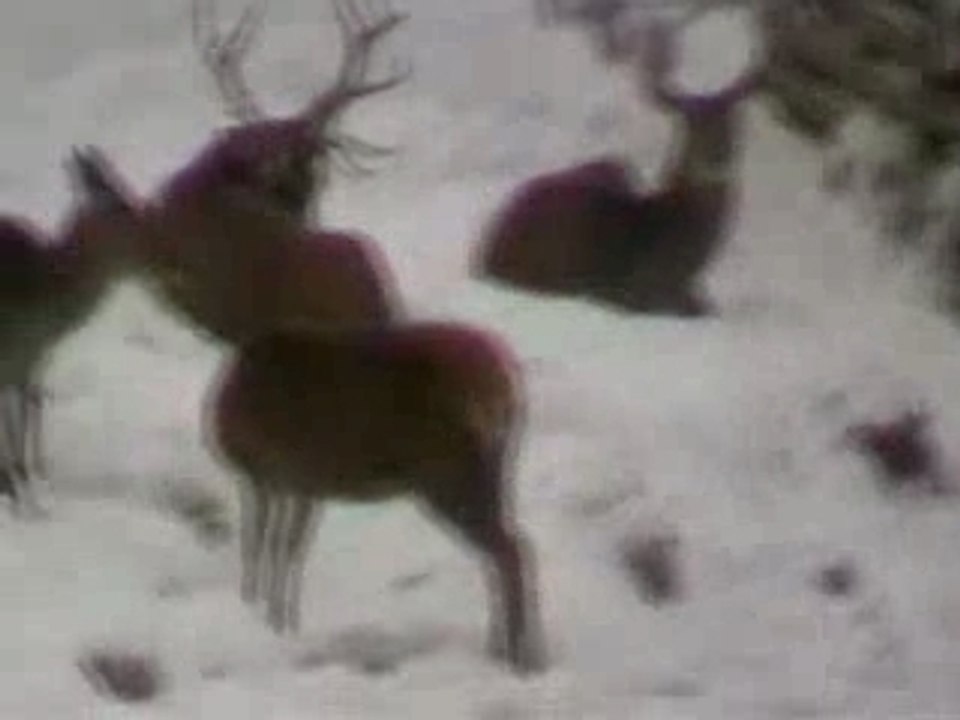 Pfänder part 3
