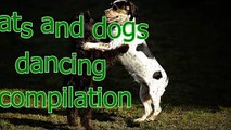 Funny dancing cats and dogs - Cute animal compilation
