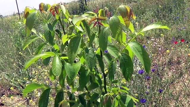 Kaman 1, Kaman 5, Fernor Ceviz Bahçesi, Ceviz Fidanları, Ceviz Ağacı