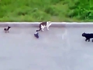 Эта храбарая кошка не испугалась трех жутких врагов