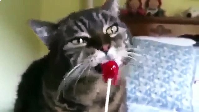 Эта кошка просто обожает чупа чупс и не скрывает этого!