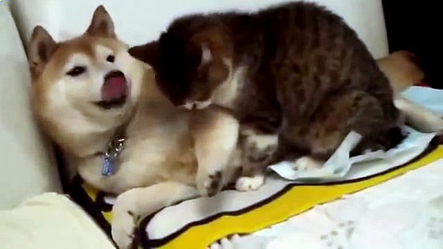 Собака облизывает кошку вот прикол!
