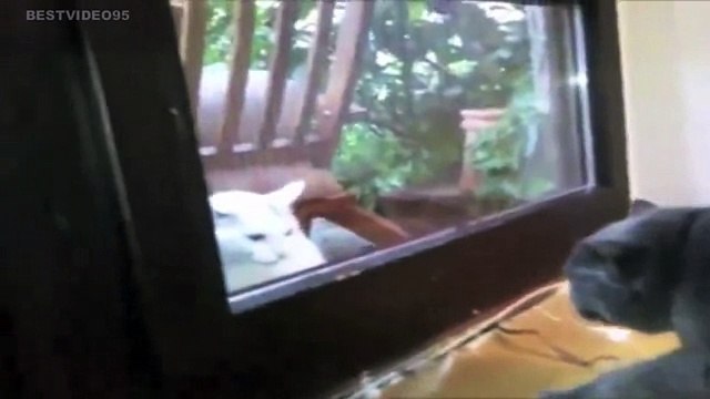 Animals Talking - Funny Compilation - Talking Cats