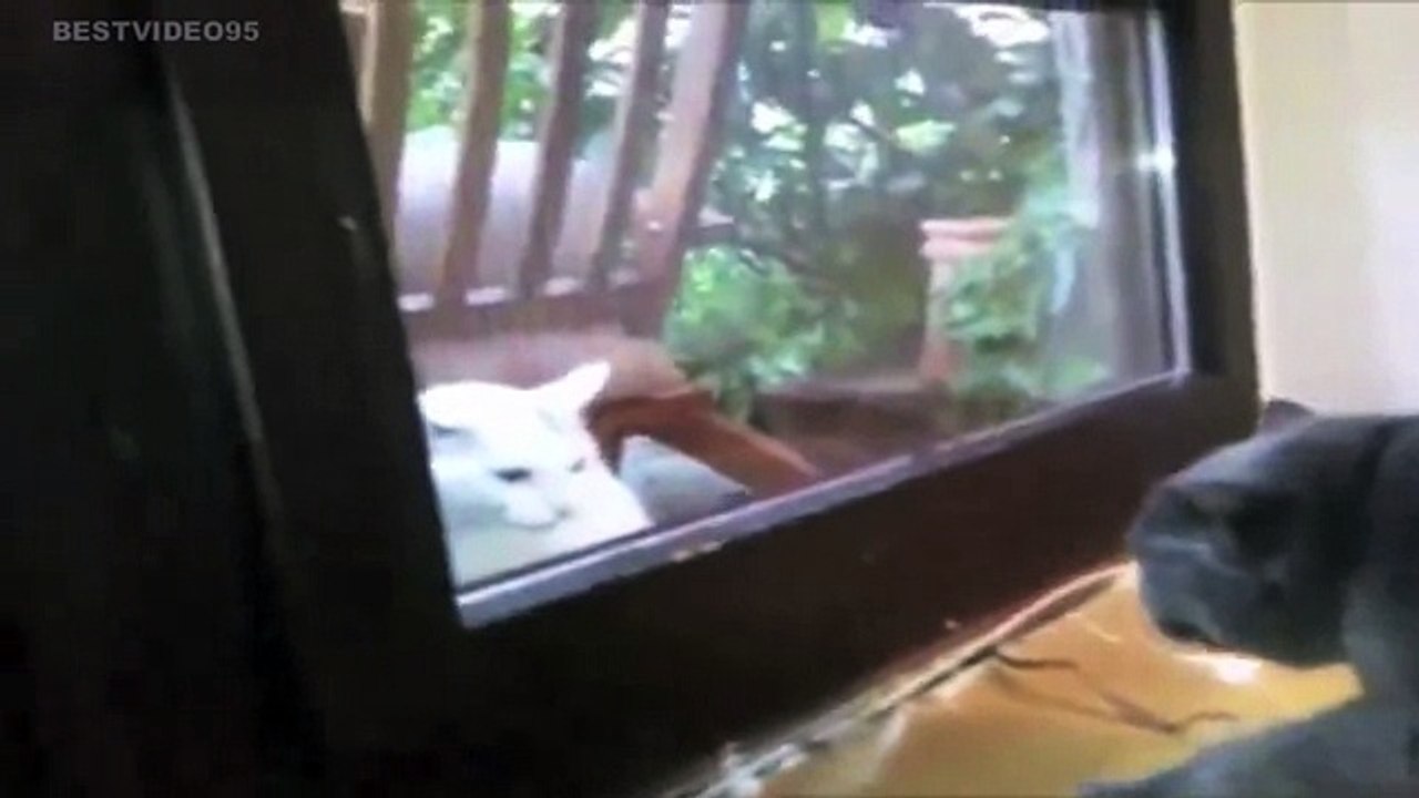 Animals Talking - Funny Compilation - Talking Cats