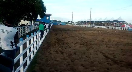 haras hs nino pituça Wild rocket bar