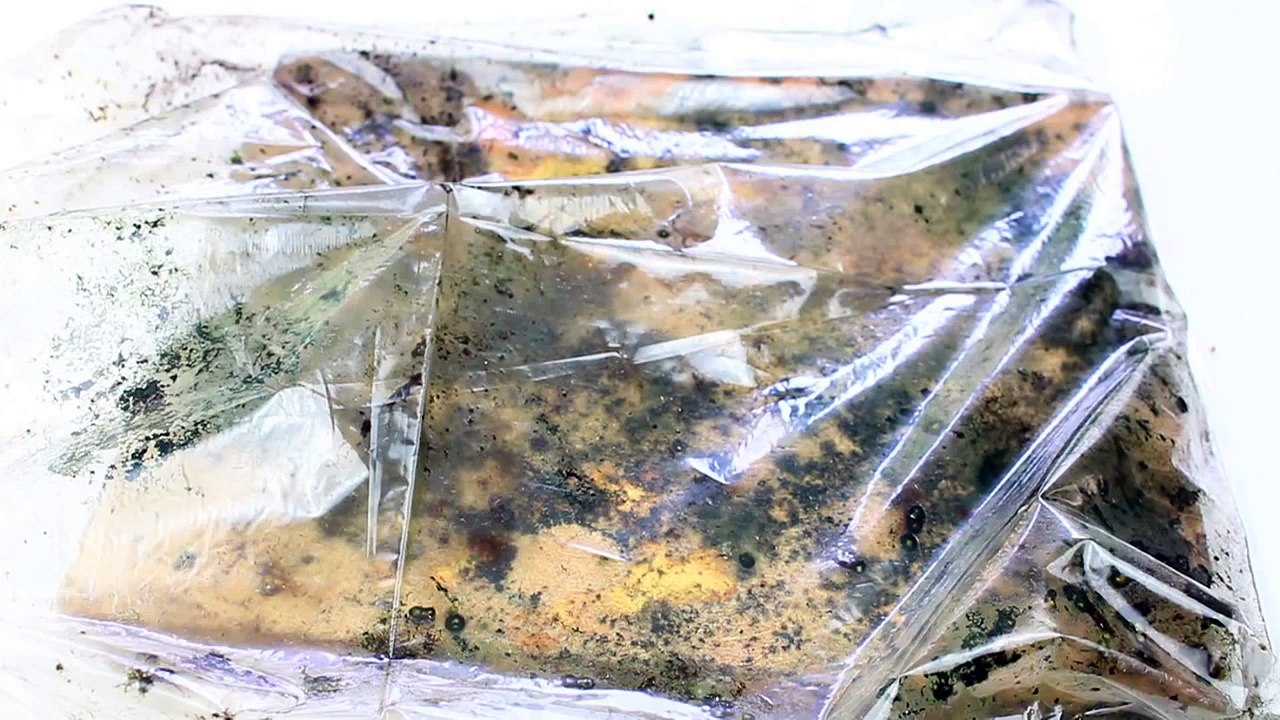 Shiitake Mushrooms Update Part 1