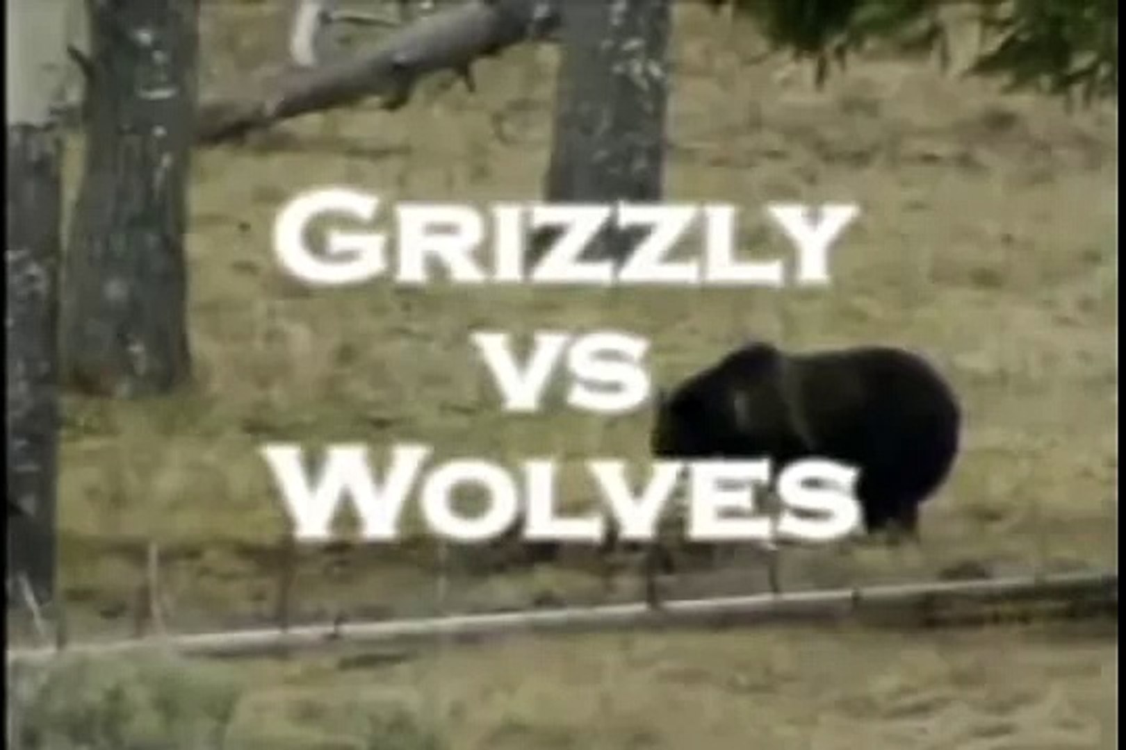 ⁣Опасные животные. Дикие животные. Медведь vs волки