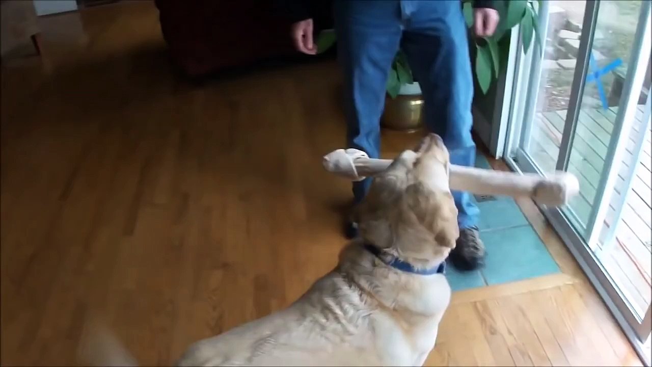 FUNNIEST DOGS EVER 5