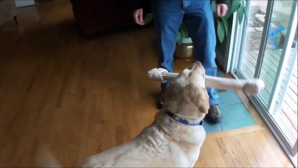 FUNNIEST DOGS EVER 5