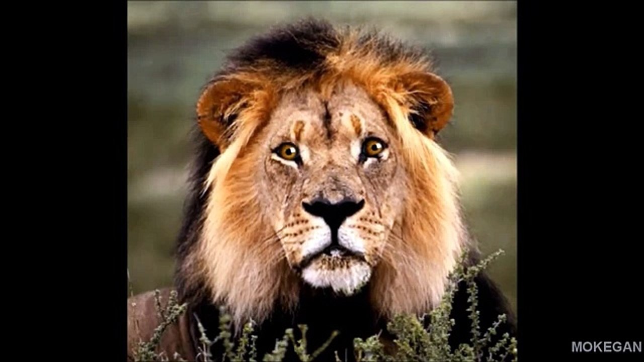 Трейлер к ролику Animal Planet WebTransfer