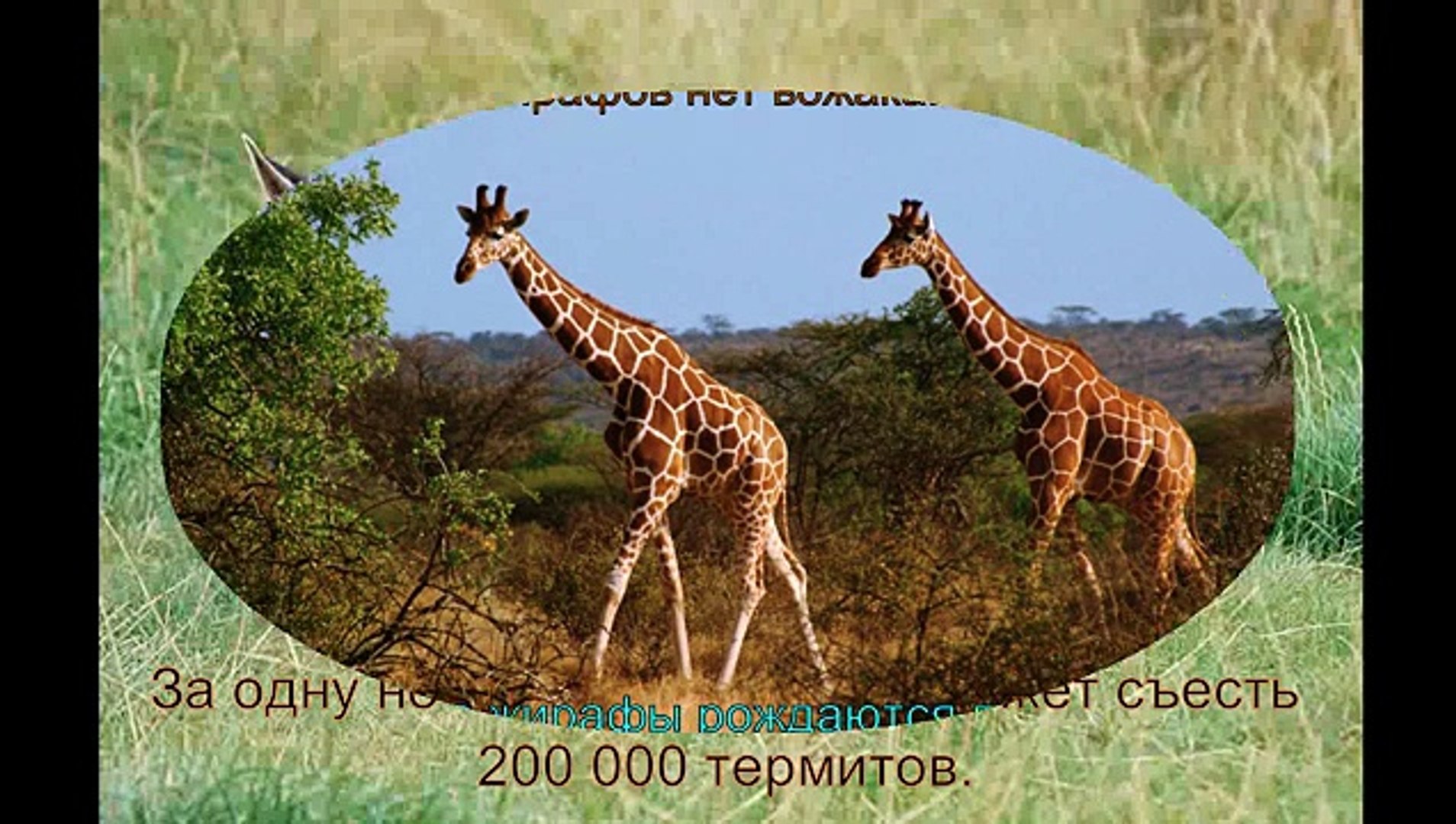⁣Факты- животные Африки