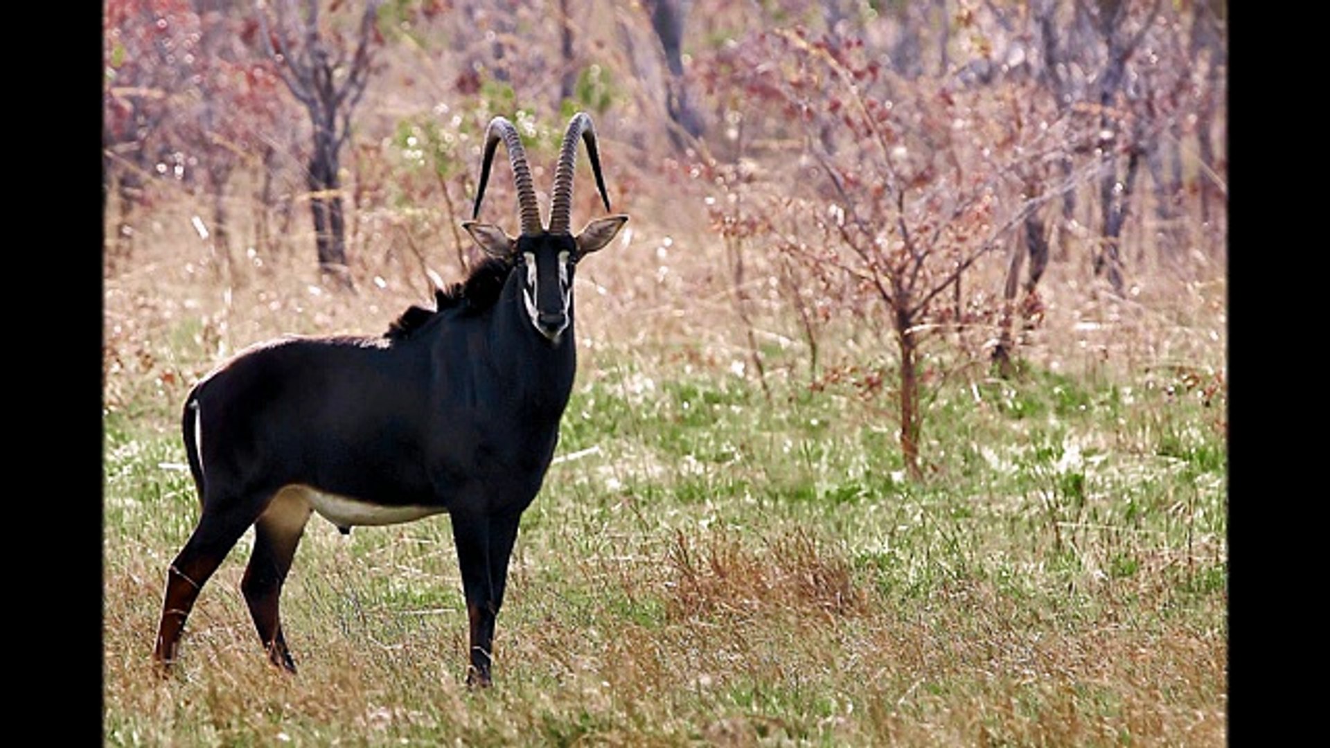 ⁣Чёрная антилопа ( Hippotragus niger ) [ Это интересно ] Животные Африки