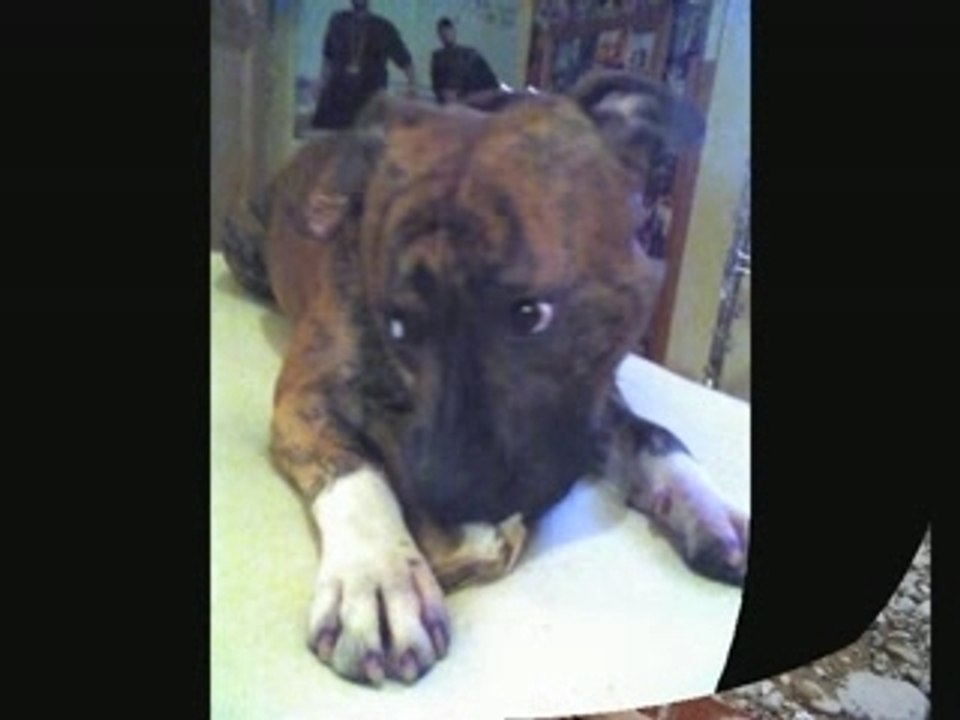 Mes Molosses Tyson & Mucho