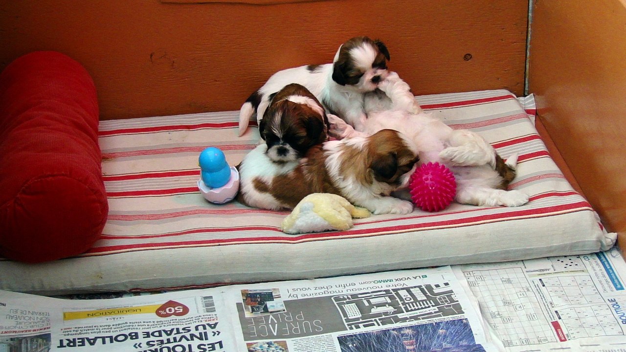 BB DE DHEL LHIA ET DE HAYOS NES LE 25/01/2016