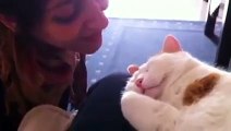 Cat Meows When Kissed(Very Cute) !!