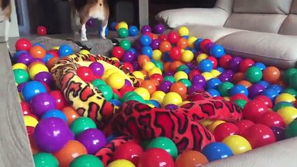 CUTE DOGS GET A HUGE BALL