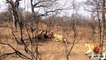 Hyenas Fight Against Lions Over a Kill