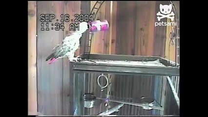 Parrot opens a can of coke and chugs it