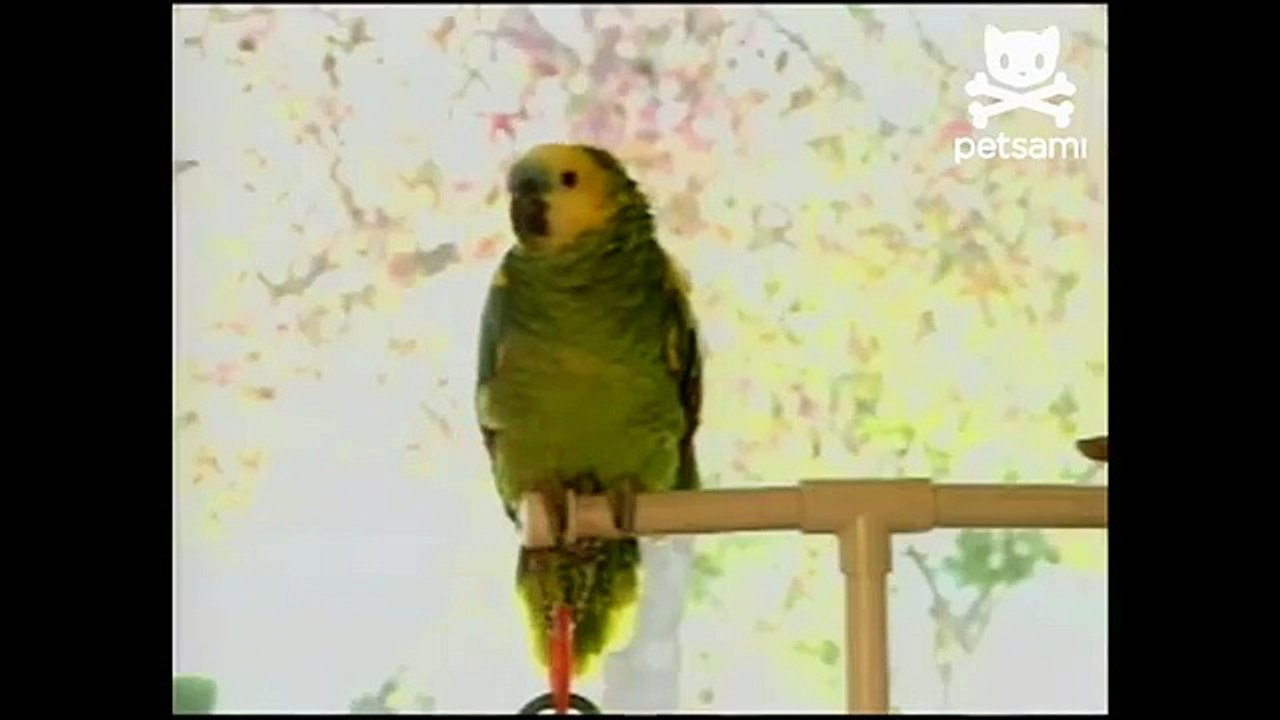 Parrot should play in the major leagues