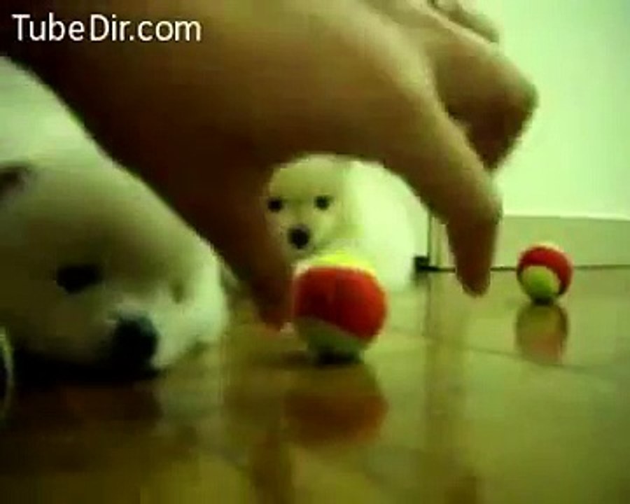 Cute puppy plays with ball