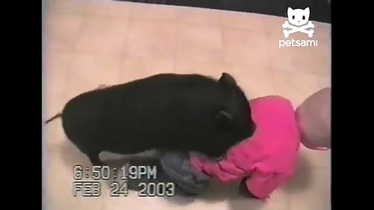Pig rides the baby train