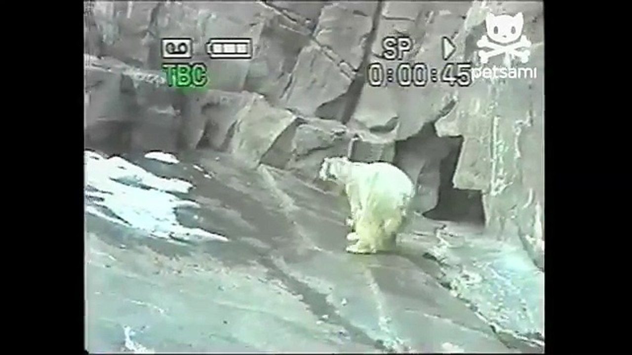 Polar bear does the moonwalk