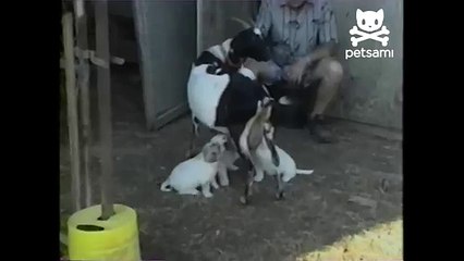 Puppies milk a goat