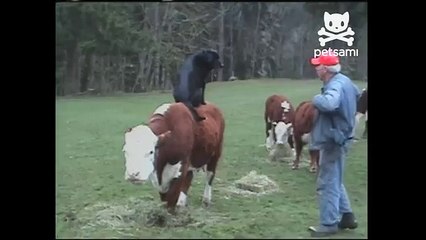 Rodeo dog rides on a cow