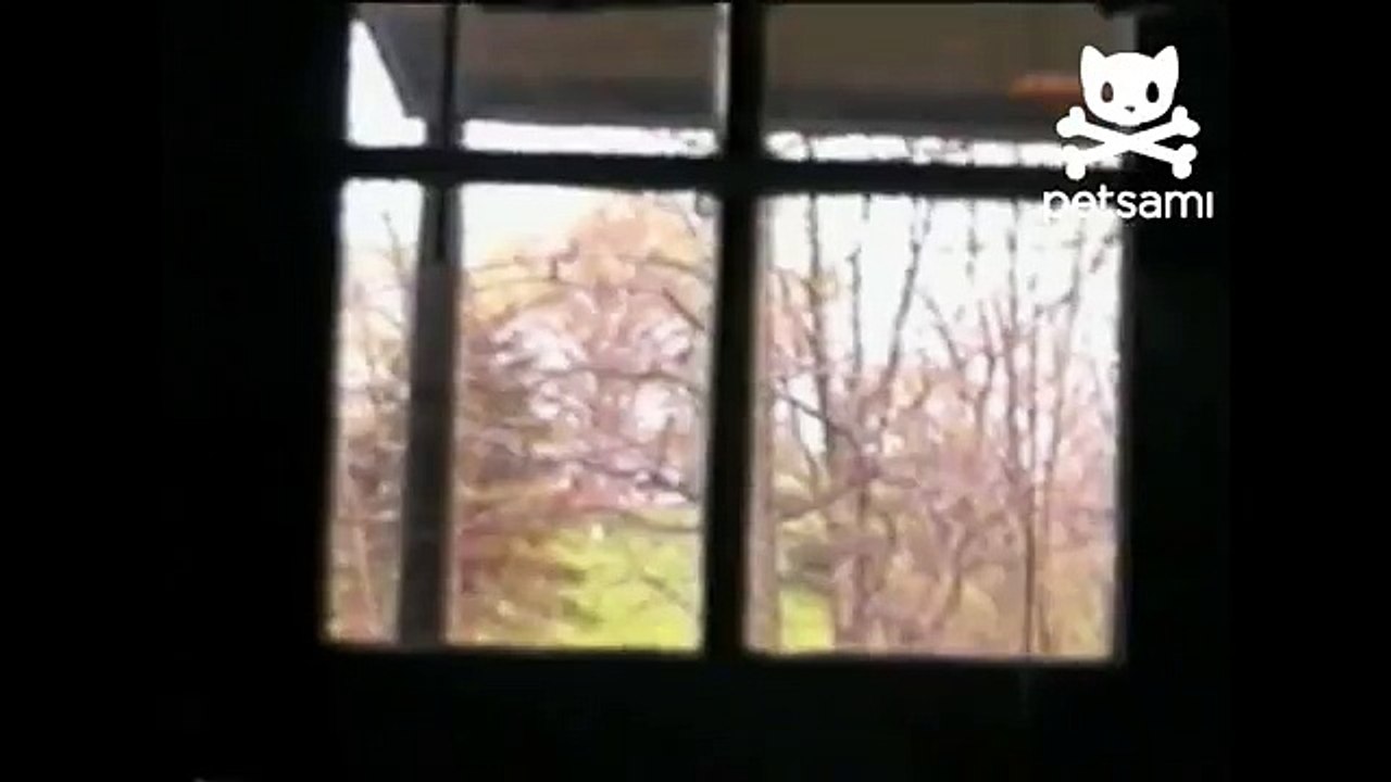 This dog really wants to be let inside