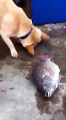 Allah'ım bu nasıl köpek. Balıkları yaşatmak istiyor!!!