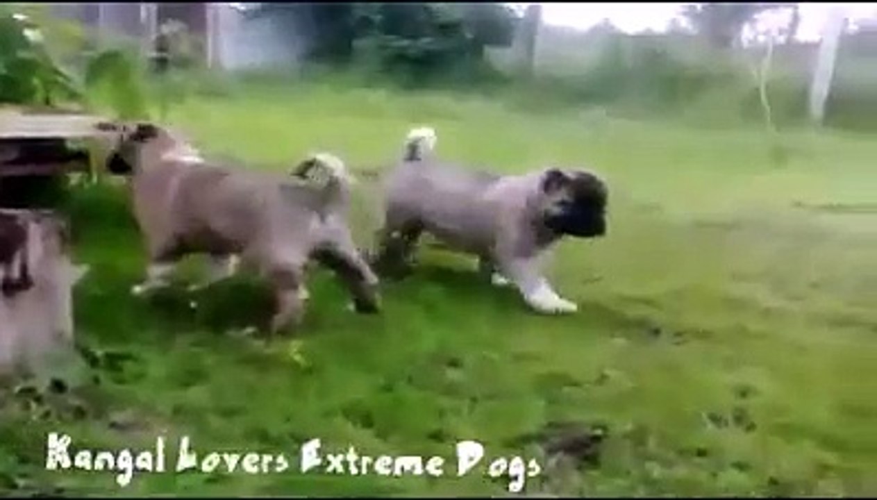 2 Haftalık Kangal Yavruları