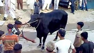 Amazing Black Bull qurbani