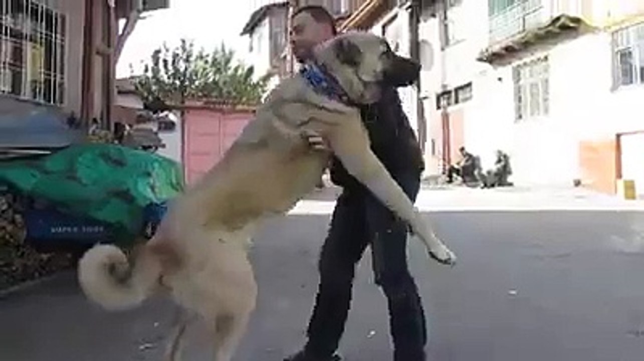 2 Metrelik Dev Kangal