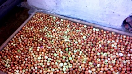 Зеленый лук на зиму (посадка в ноябре)