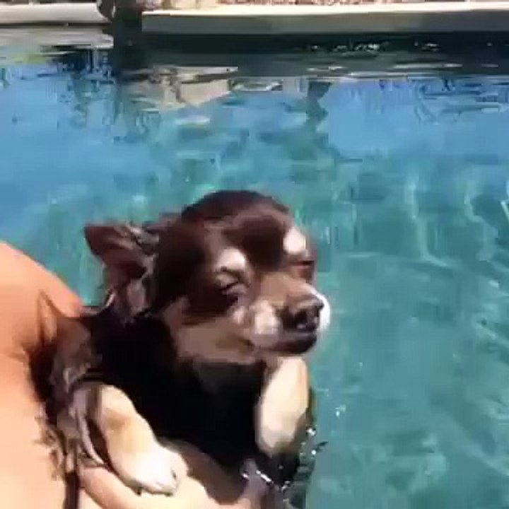 This Dog is So Baked