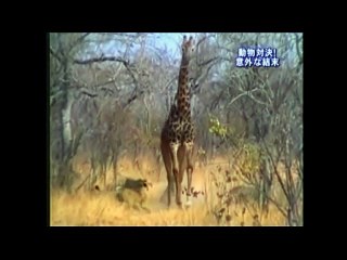 Giraffe vs Lion Real Fight, Giraffe kill Lion