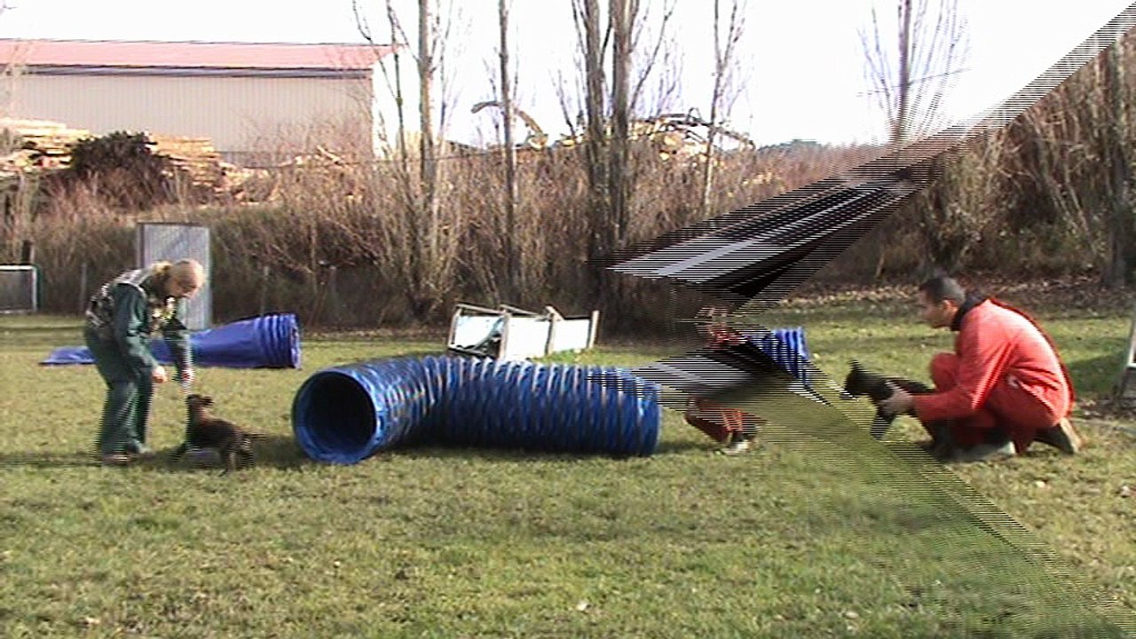 16-02-20 Ecole des chiots web