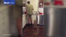 Adorable kangaroo joey clings to man's leg and jumps for milk