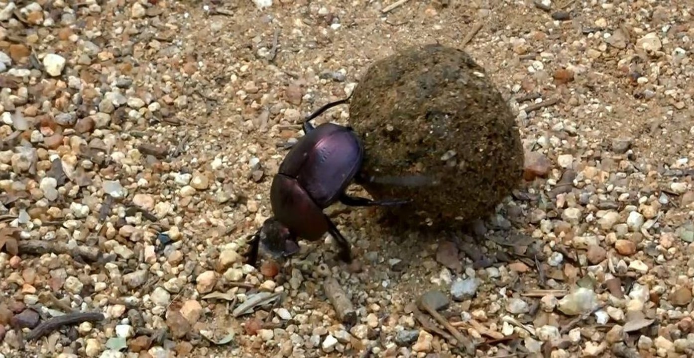 Dung Beetle Keeps on Rolling