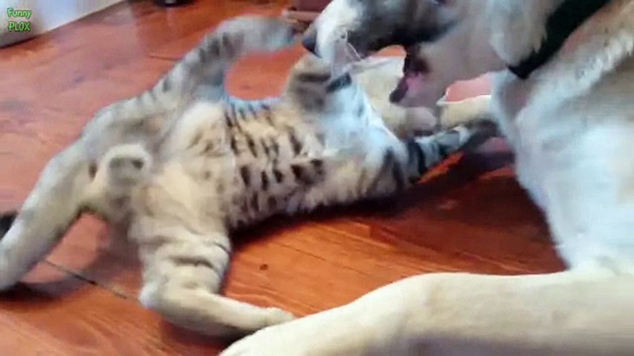 Top 10 Funny Cat Videos 2015