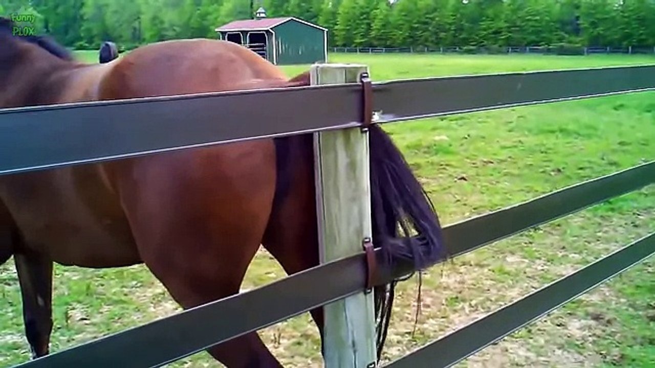 Top 10 Funny Horse Videos 2015