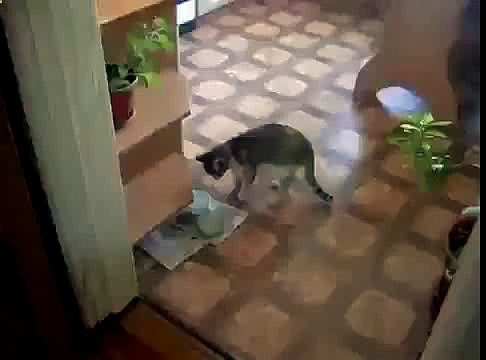 Кошки едят еду без ложки смех