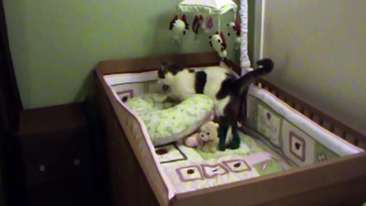 Sneaky Cat Fails