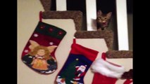 Sneaky Cat Steals Christmas Stocking