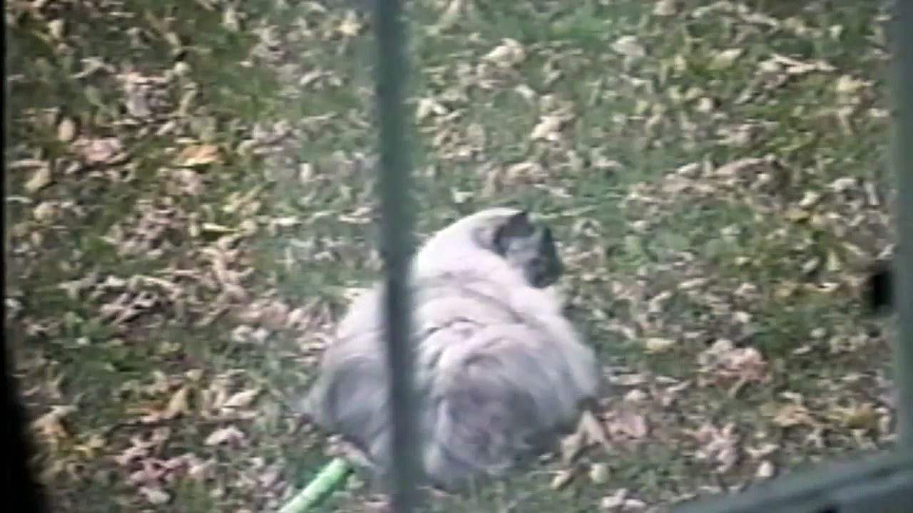Sprinkler Surprise For Cat