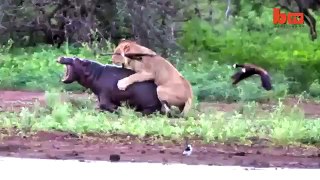 Lion Vs. Hippo: Mother Defends Calf From Lion Attack