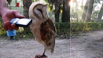 ---Owl - A Funny Owls And Cute Owls Compilation -- NEW